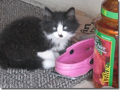 New Kitten 072609